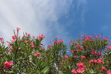 濃い緑の細い葉を広げ軽やかに風に揺れるピンクのキョウチクトウ