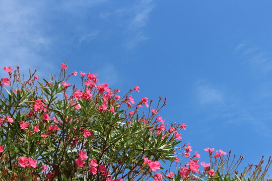 青空を背景に美しく咲くキョウチクトウの鮮やかな花房