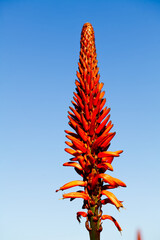Tower Of Orange Flower Agaiinst Clear Blue Sky