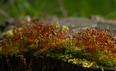 natural moss for the podium background