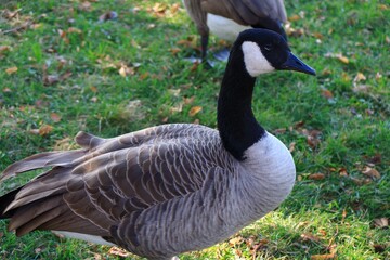 Canada goose（カナダ雁）
