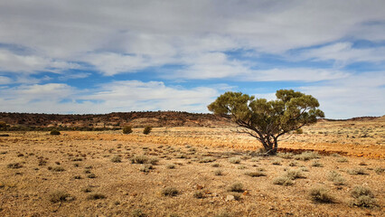 South Australia The Painted Desert, a lone tree in arid desert landscape
