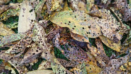 Piles of dry brown leaves on the ground, symbolizing autumn and decay.