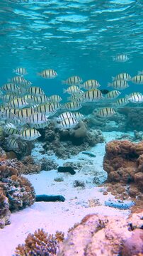 A large school of yellow and black striped Convict Surgeonfish (acanthurus triostegus) swimming in crystal clear tropical blue waters of a reef lagoon on the Great Barrier Reef, QLD Australia.
