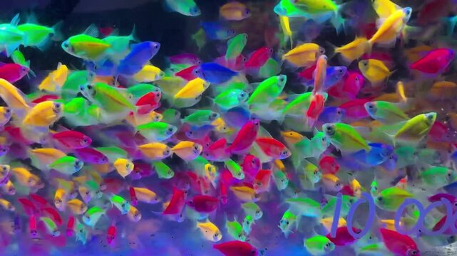 Colorful glofish tetra fish, A genetically modified fish display a range of neon hues