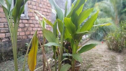 Turmeric plant with green leaves and rhizome in a pot near a brick wall.