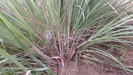 Lemongrass or lemongrass plants grow in the ground with long green leaves.