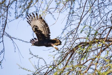 Long-crested Eagle Taking Flight from Acacia