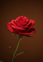 A stunning red rose flower blooming against a warm, earthy brown background, showcasing delicate petals and natural beauty ,anniversary ,plant ,romance