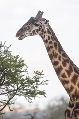 Portrait of an African Giraffe Feeding on Acacia Leaves