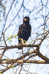 Striking Long-crested Eagle Perched on Tree Branch Against Clear Sky