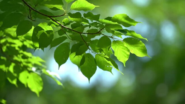 Gentle breeze rustling vibrant green leaves on a tree branch, creating a soft, organic motion background with natural light tranquil, outdoor, plants