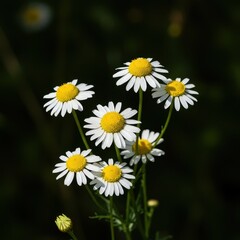 Obraz premium Delicate white and yellow chamomile blossoms captured in bright natural light, emphasizing their soothing qualities and herbal potential ,close up ,flower ,peaceful