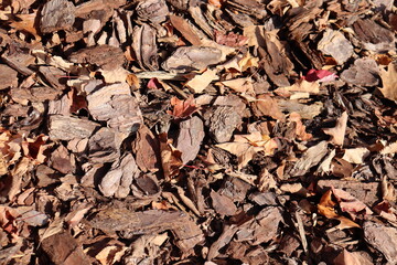 Close-up and background of woods chips at the ground. Textured background with wood and leaves. Ecology and recycling wood. 