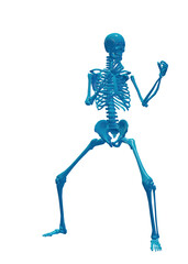 Human skeleton, 3D rendered, transparent background