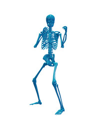 Human skeleton, 3D rendered, transparent background