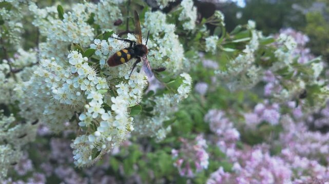 Mammoth wasp (Megascolia maculata) collecting nectar on flowers of Scarlet firethorn (Pyracantha coccinea)