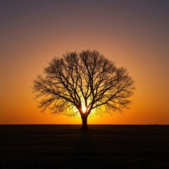 A dramatic, leafless tree stands isolated at dawn, creating a sharp, striking silhouette against the rising sun ,beautiful ,graphic ,isolated