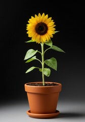 Obraz premium A vibrant young sunflower plant blooming brightly inside a terra cotta pot. The entire botanical item is perfectly isolated on a clean background ,cutout ,healthy ,decorative