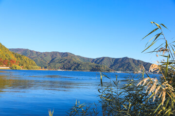 富士五湖の秋：穏やかな水面に鴨が泳ぐ、青い空の絶景