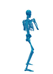 Human skeleton, 3D rendered, transparent background
