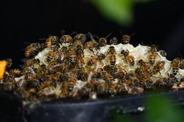 Hidden Bee Hive inside the bushes at a home
