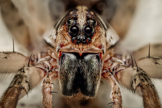 Wolf Spider up close face photo