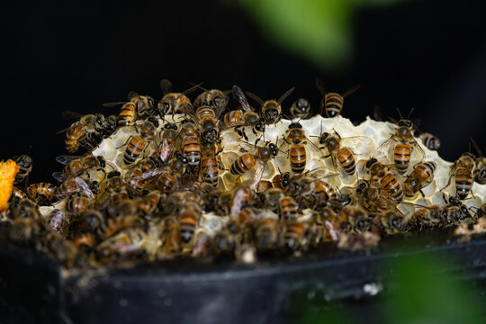 Hidden Bee Hive inside the bushes at a home
