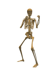 Human skeleton, 3D rendered, transparent background