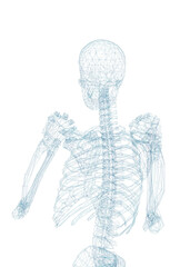 Human skeleton, 3D rendered, transparent background