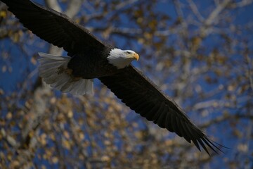 bald eagle in flight, Nature, wildlife, Canada, Alberta, 
Just flying, wild, fly