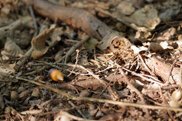 雑木林の朽木の上にころがったドングリ