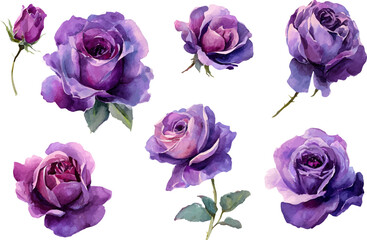 Fototapeta premium set of violet flowers isolated on white