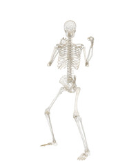 Human skeleton, 3D rendered, transparent background