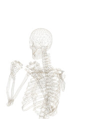 Human skeleton, 3D rendered, transparent background
