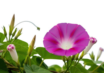 Naklejka premium Vibrant pink morning glory flower blooming isolated on transparent background