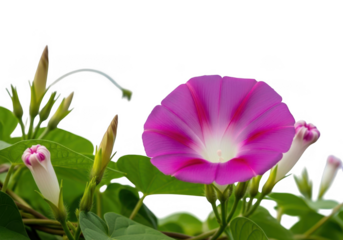 Vibrant pink morning glory flower blooming isolated on transparent background