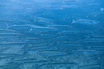 Naklejka premium I interacted with lots of barracuda on Koh Tao.
