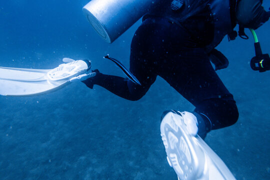 イバーのフィンにぴったりと寄り添い泳ぐコバンザメのユーモラスな生態