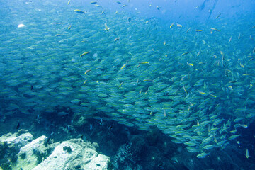 School of Oxeye scad on Koh Tao, Thailand
