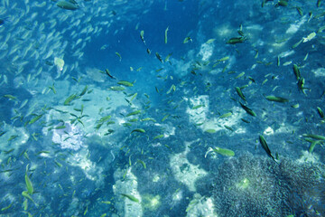 School of Oxeye scad on Koh Tao, Thailand
