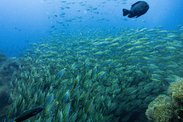 Fototapeta premium School of Oxeye scad on Koh Tao, Thailand 