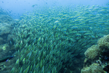 School of Oxeye scad on Koh Tao, Thailand
