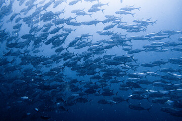 School of bigeye trevally on Koh Tao, Thailand