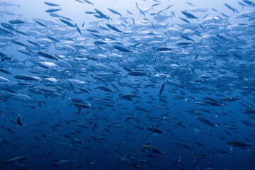 School of bigeye trevally on Koh Tao, Thailand