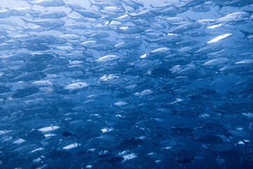 School of bigeye trevally on Koh Tao, Thailand