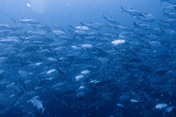 Fototapeta premium School of bigeye trevally on Koh Tao, Thailand