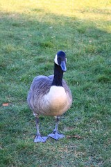 Canada goose（カナダ雁）