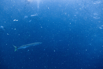Fototapeta premium I interacted with lots of barracuda on Koh Tao.