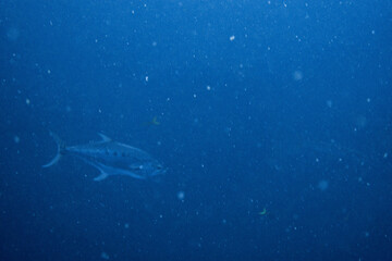 Fototapeta premium I interacted with lots of barracuda on Koh Tao.